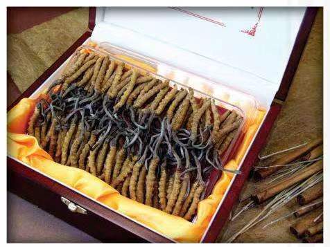 美兰冬虫夏草回收